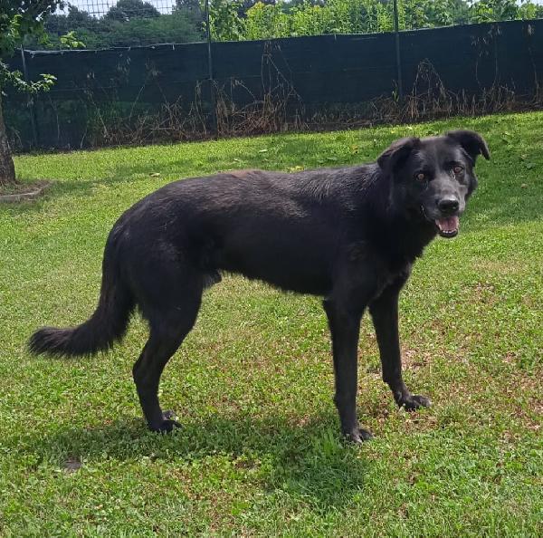 HOMER, cerca adozione con urgenza - Carbonate (CO) Foto 7